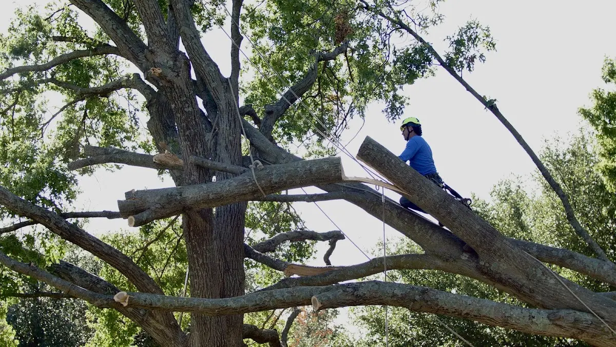 Professional Crown Thinning performed by certified arborists in Ruleville