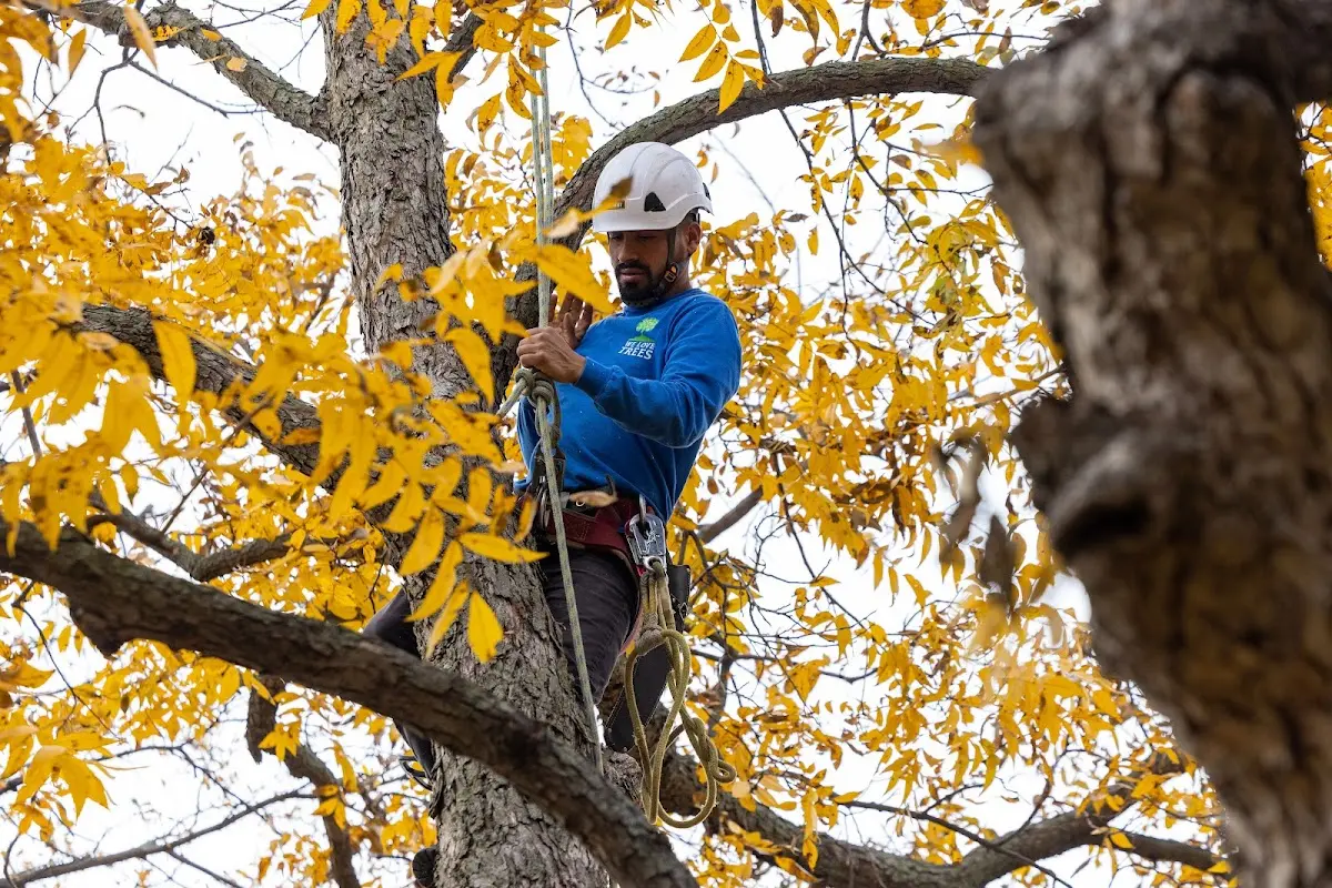 Skilled Tree Trimming crew working in Ruleville